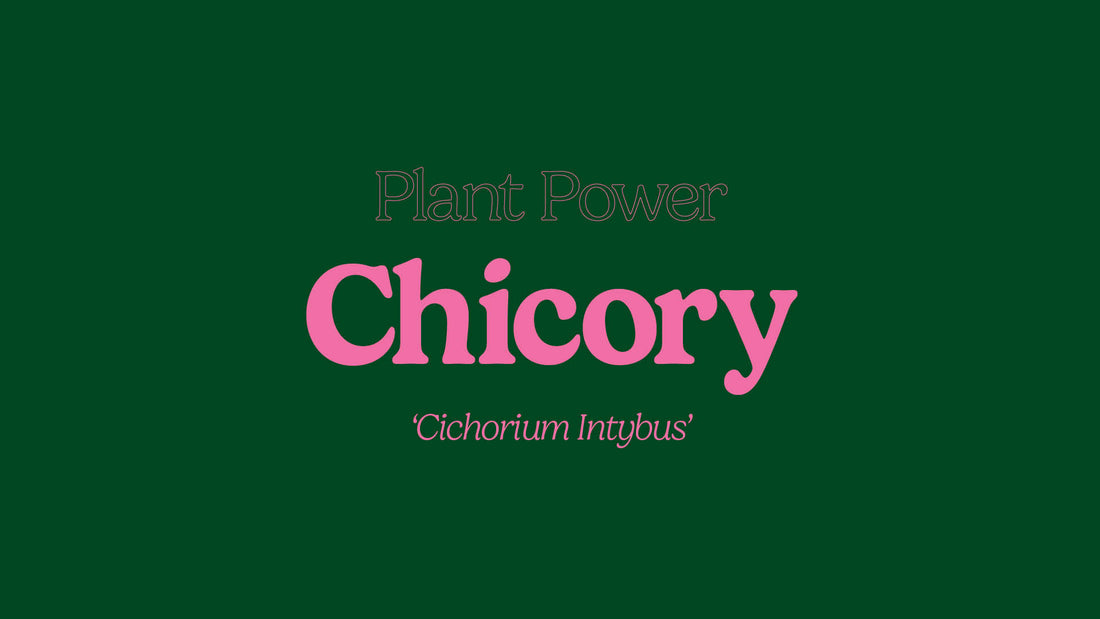 Chicory