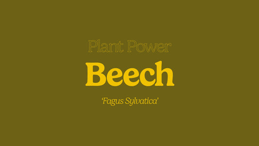 Beech